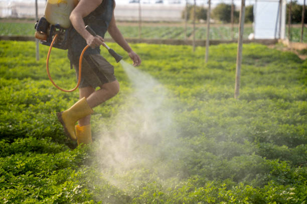 Best Insect Control  in Blasdell, NY