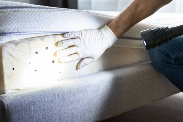 Best Pest Removal Services  in Blasdell, NY