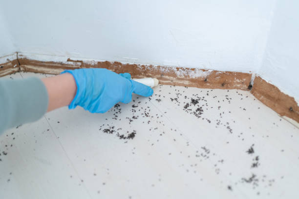 Best Bed Bug Extermination  in Blasdell, NY